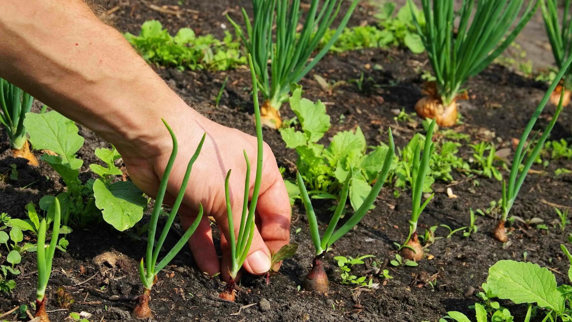 Person pflanzt Zwiebeln ins Beet.