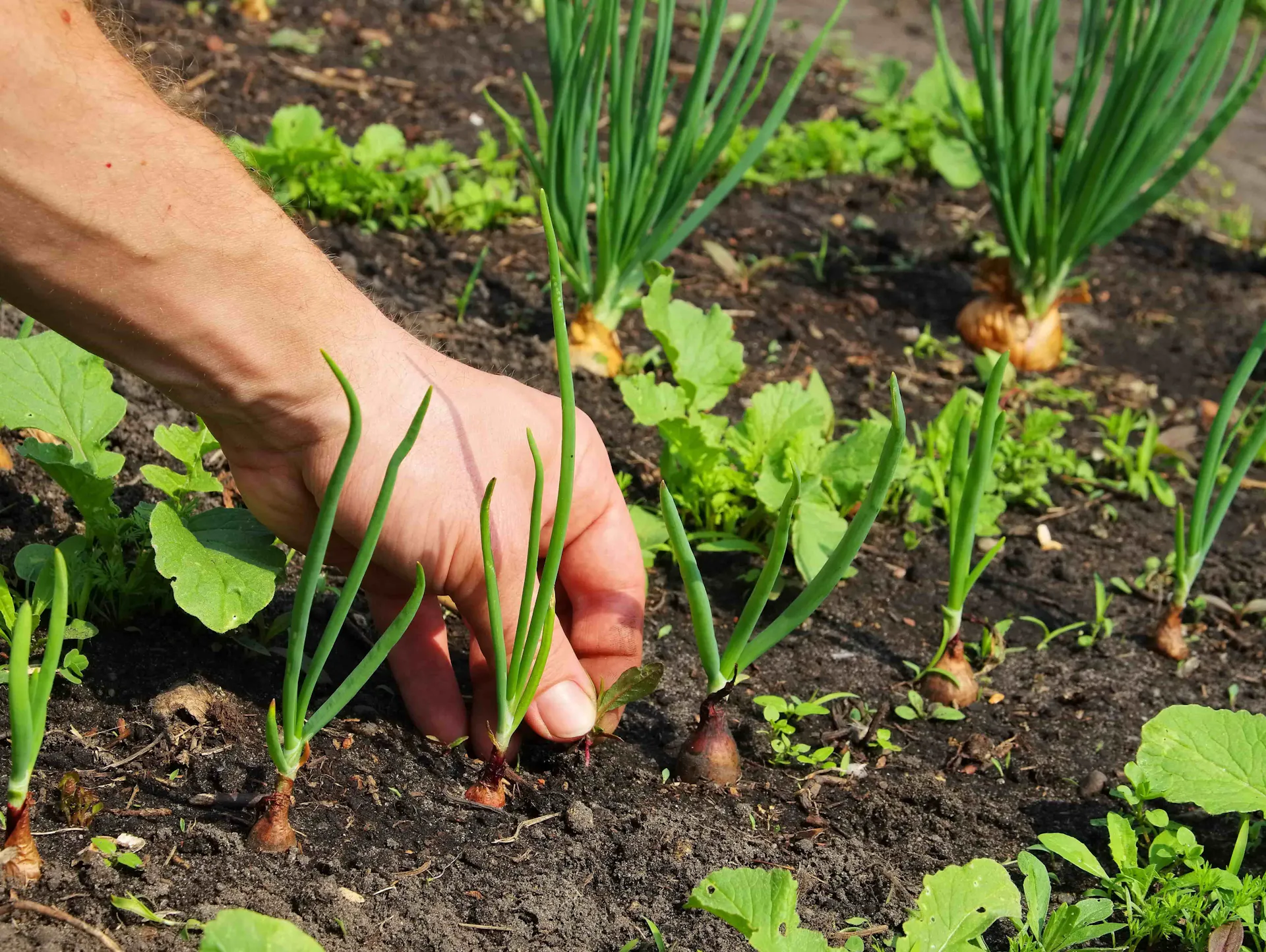 Verschiedene Beetpflanzen in einem Beet.