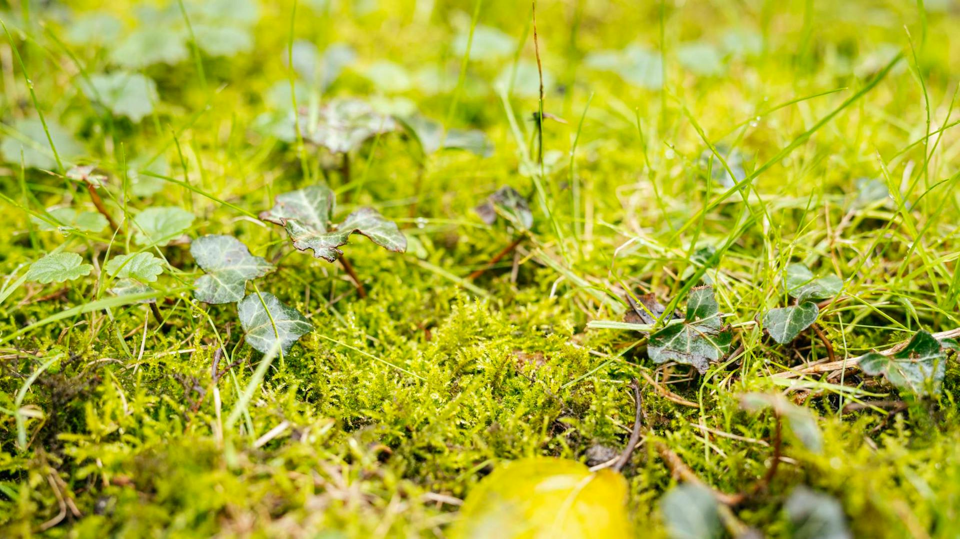 Moha a fűben