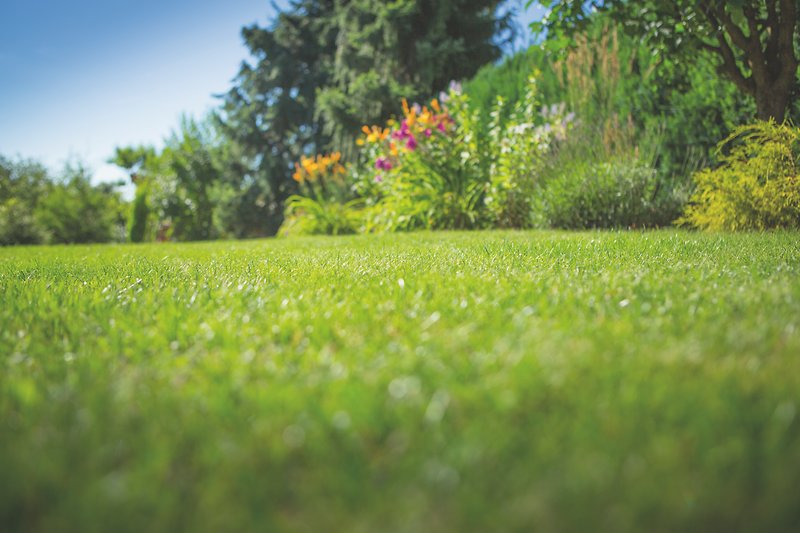 Grüne Rasenfläche im Garten