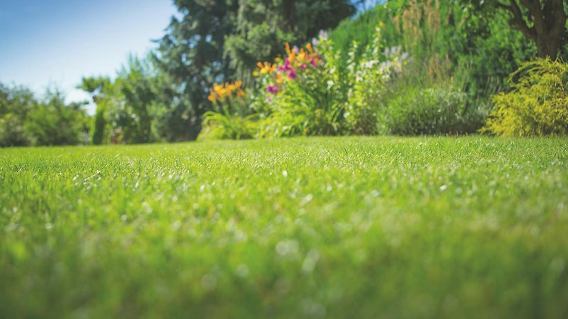 Grüne Rasenfläche im Garten