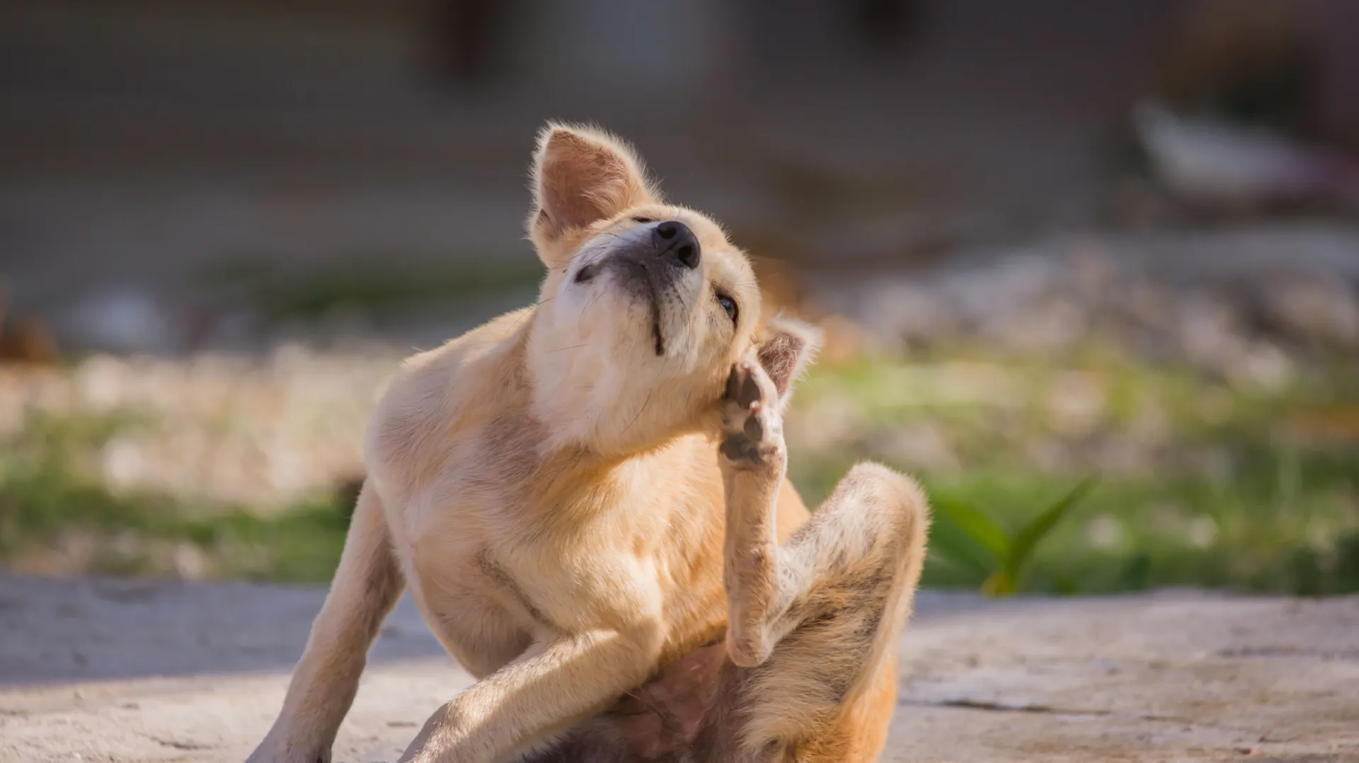 Hund mit Grasmilben kratzt sich am Ohr.