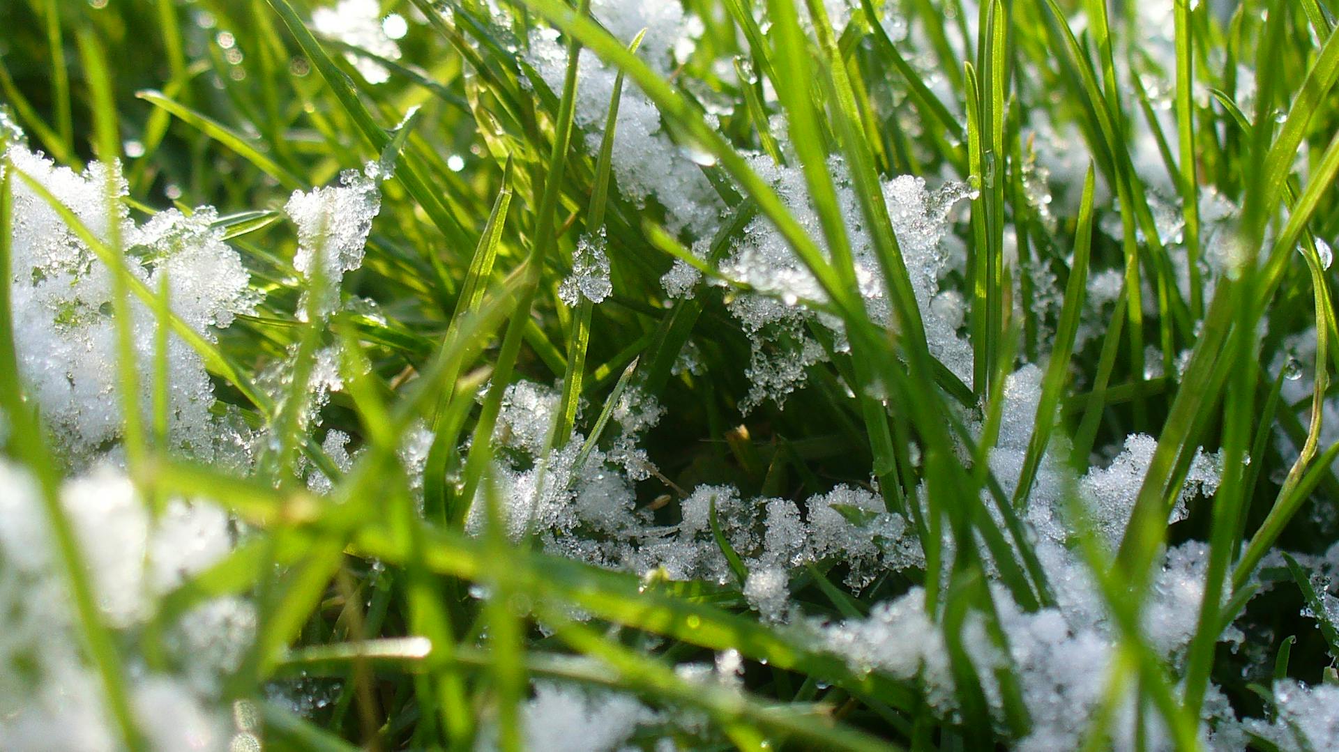 Grashalme mit Schnee