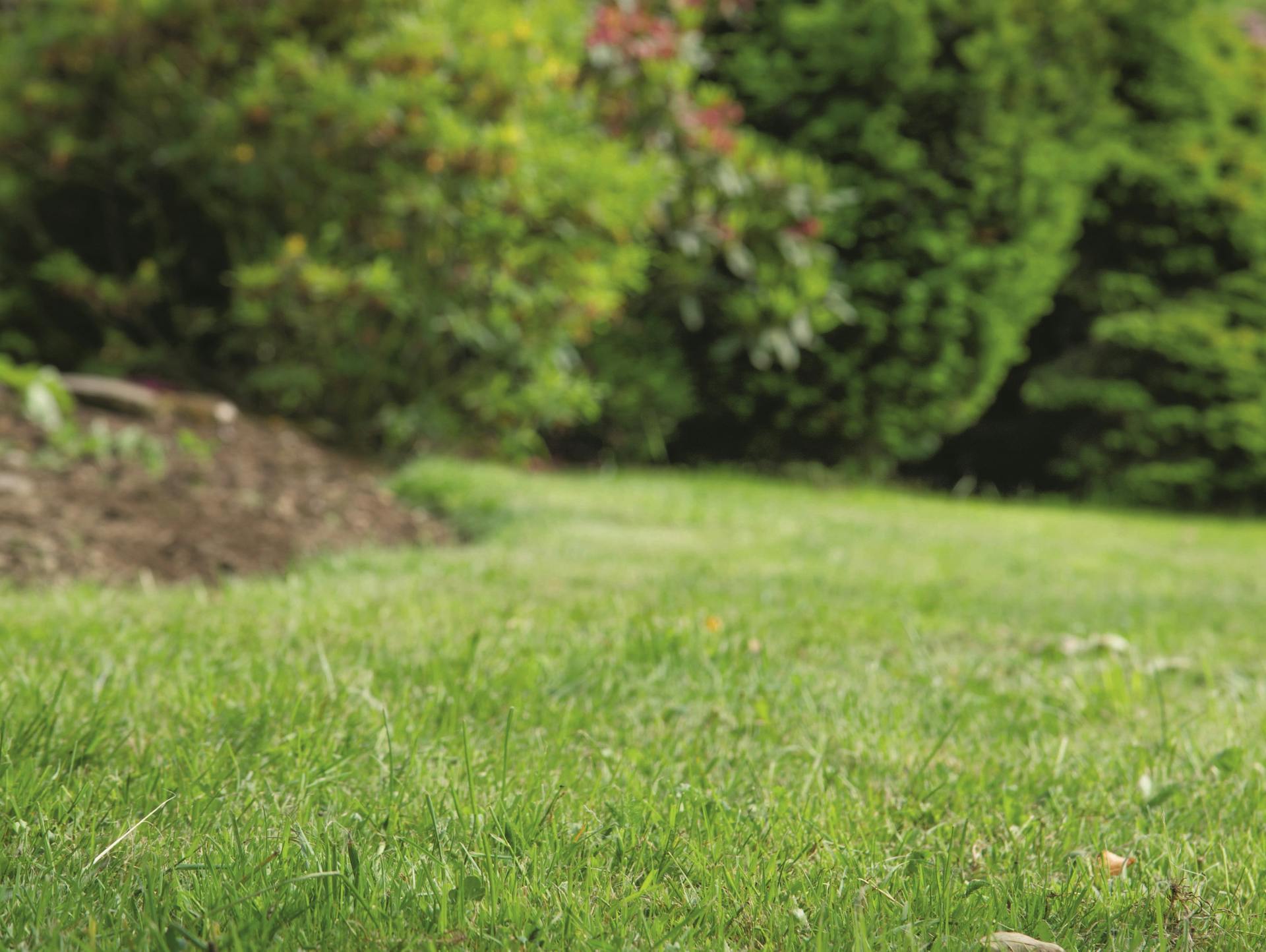 Jól karbantartott pázsit a sövény előtt fákkal és virágágyással