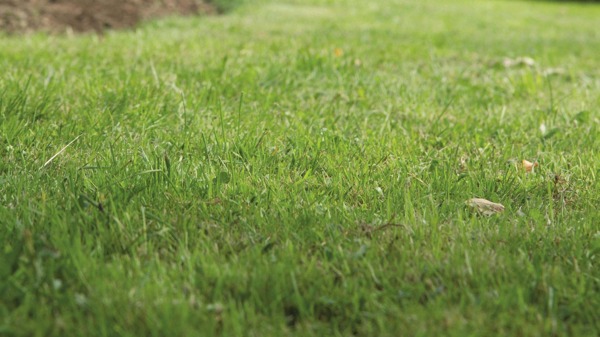 Angelegte Rasenfläche mit ein paar Blättern Herbstlaub darauf