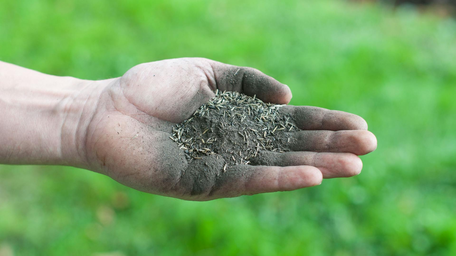 Rasensamen in der Hand