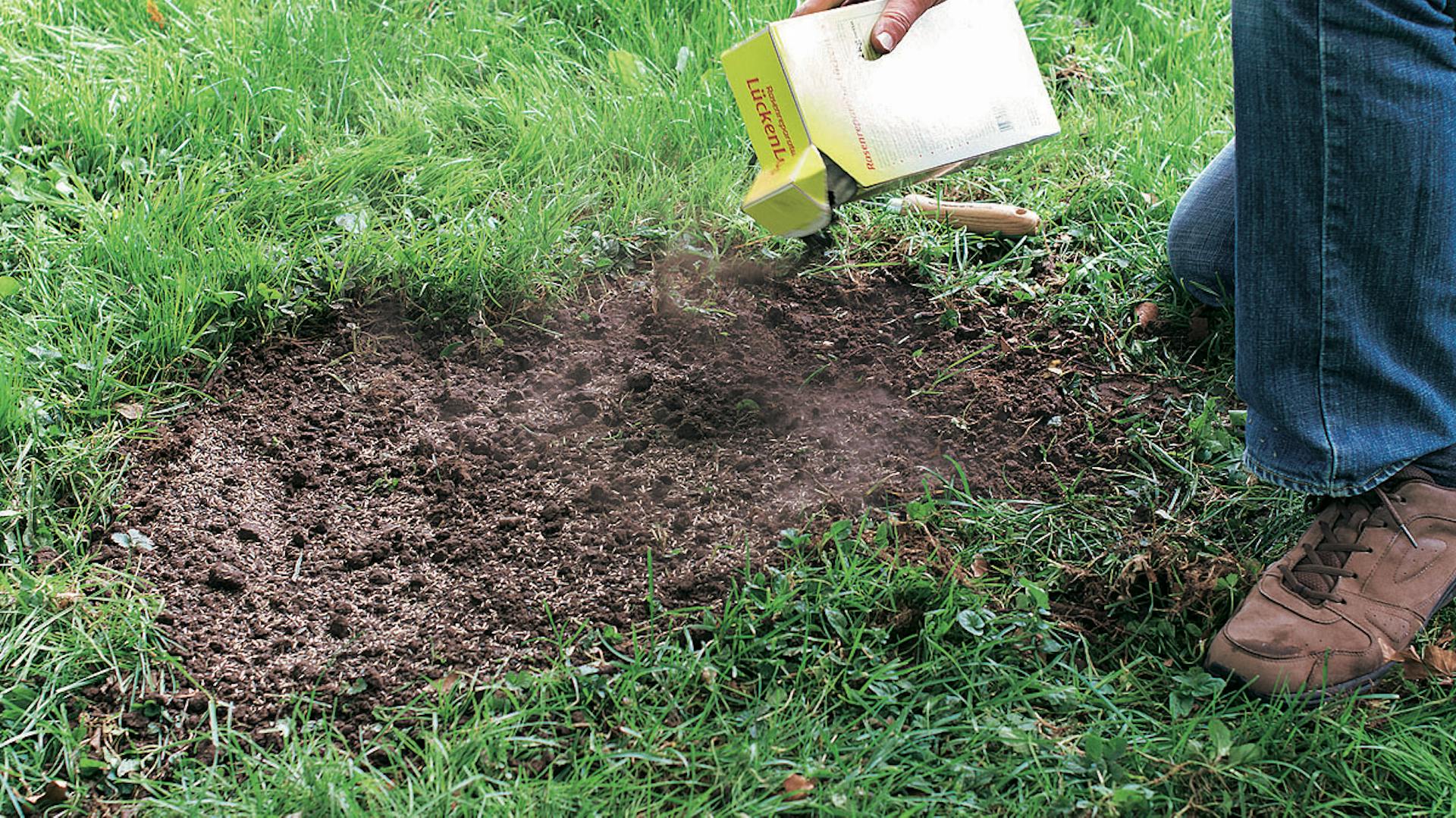 Qualcuno semina il prato a fine estate.