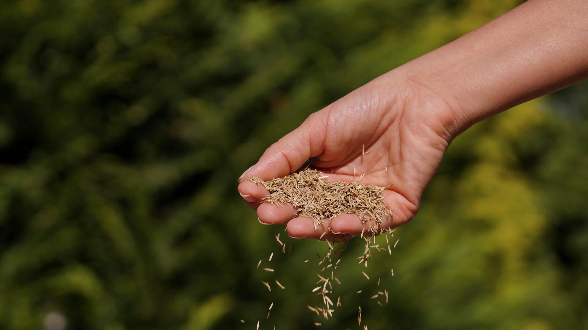 Egy kéz fűmagot szór ki.