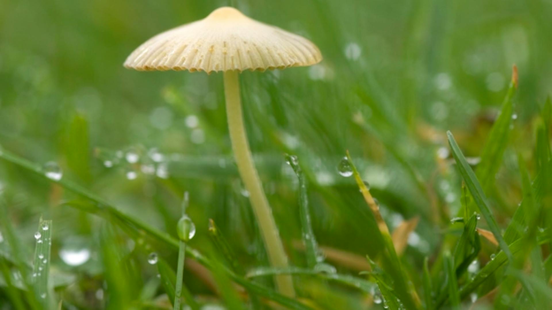 Közelkép egy fehér gombáról egy gyepfelületen.