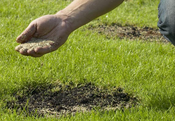 Rasen reparieren Ratgeber und hilfreiche Tipps OBI