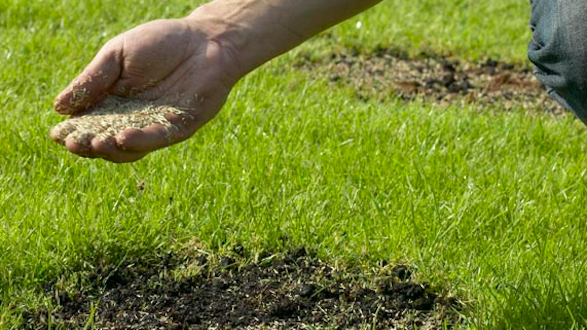 Egy ember fűmagot szór a kopasz foltokra a pázsiton.
