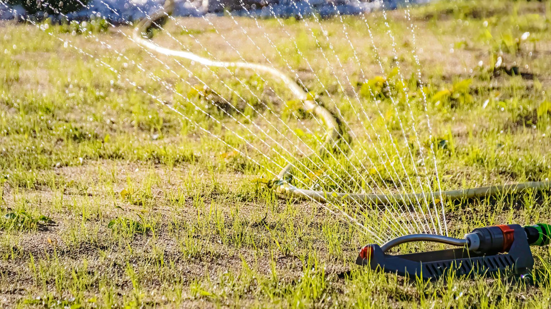 Esőztető locsol egy újonnan vetett gyepfelületet.