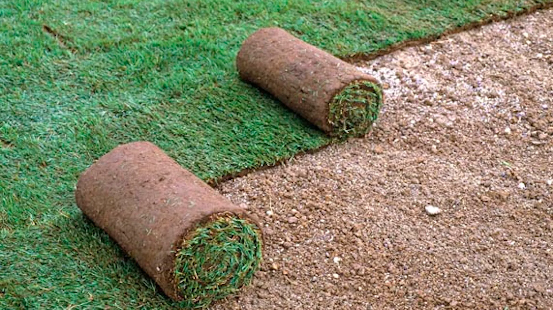 Rollrasen