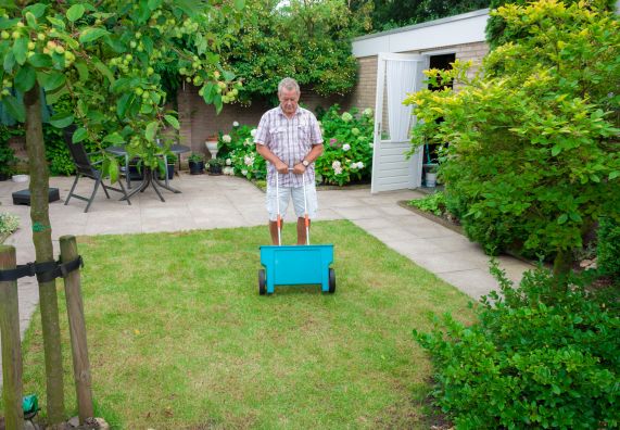 Egy férfi szórókocsival trágyázza a gyepet