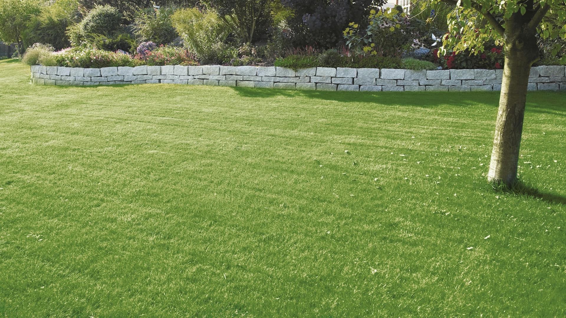 Gepflegter Rasen in großem Garten mit kleiner Mauer und Baum