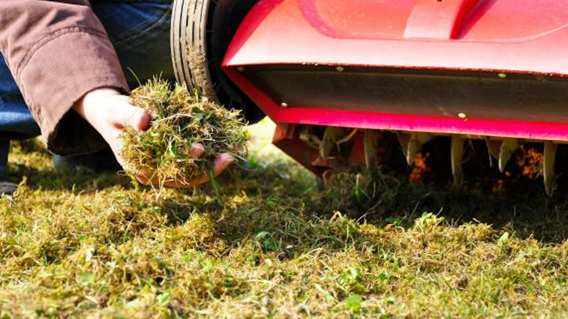 Vertikutierer mit Moos