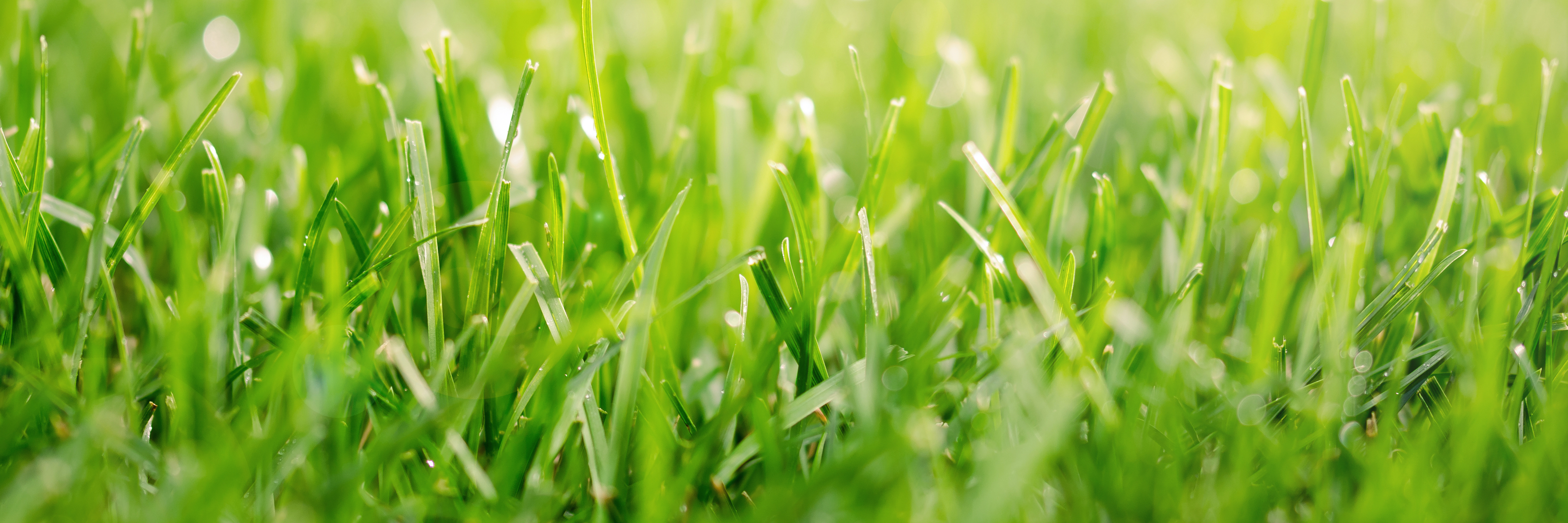 Harmatos fűszálak a napfényben