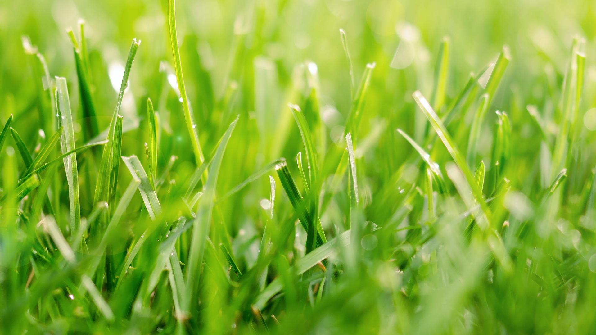 Rasenhalme mit Tau im Sonnenlicht