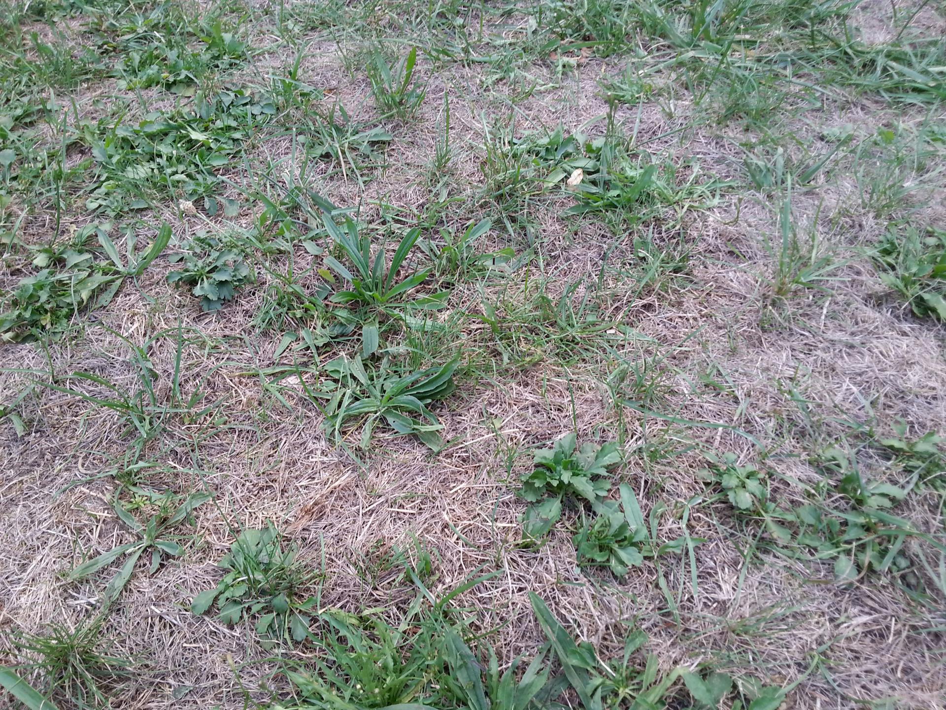 Kiszáradt gyep gyomokkal