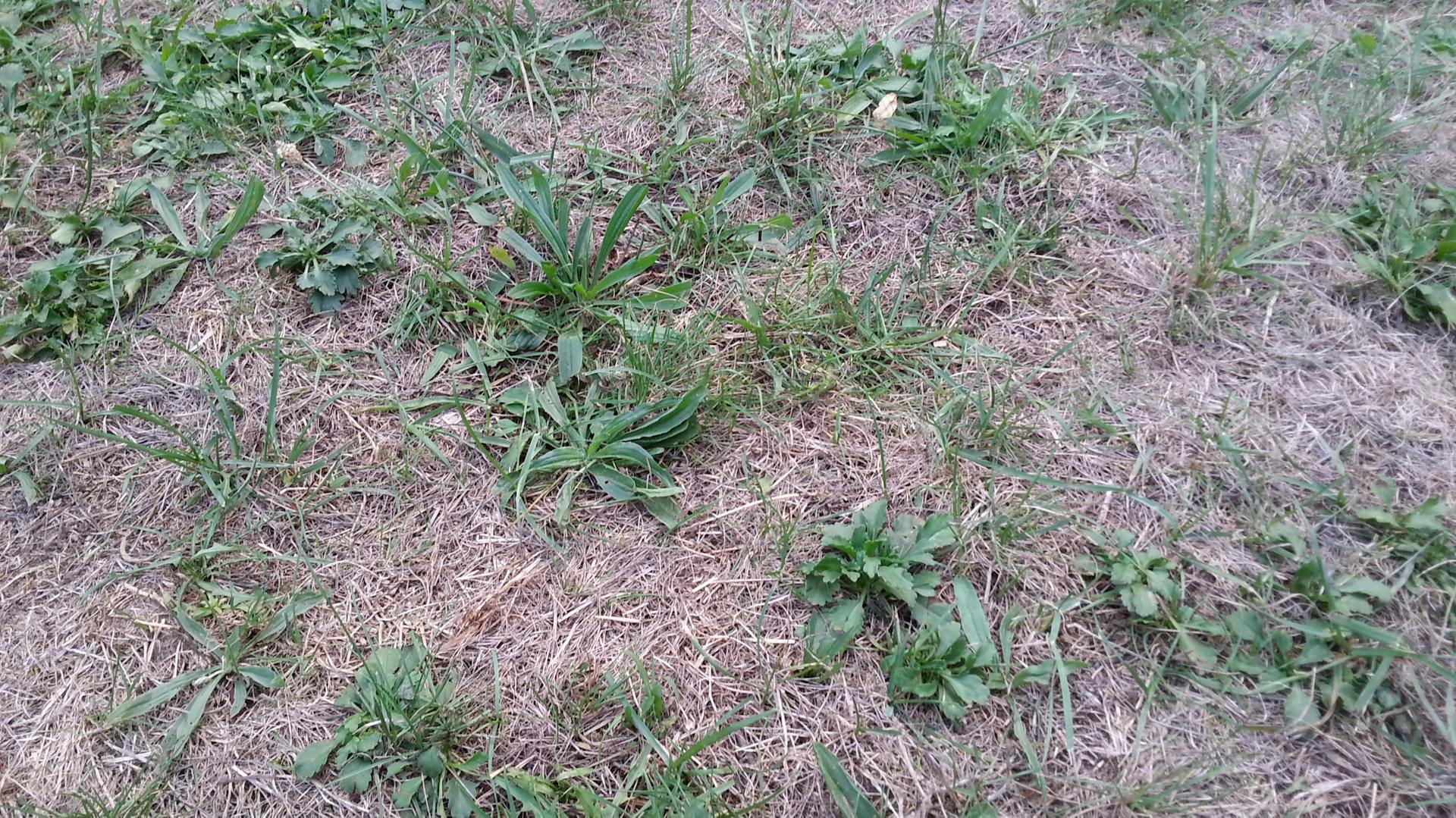 Un prato secco con malerbe