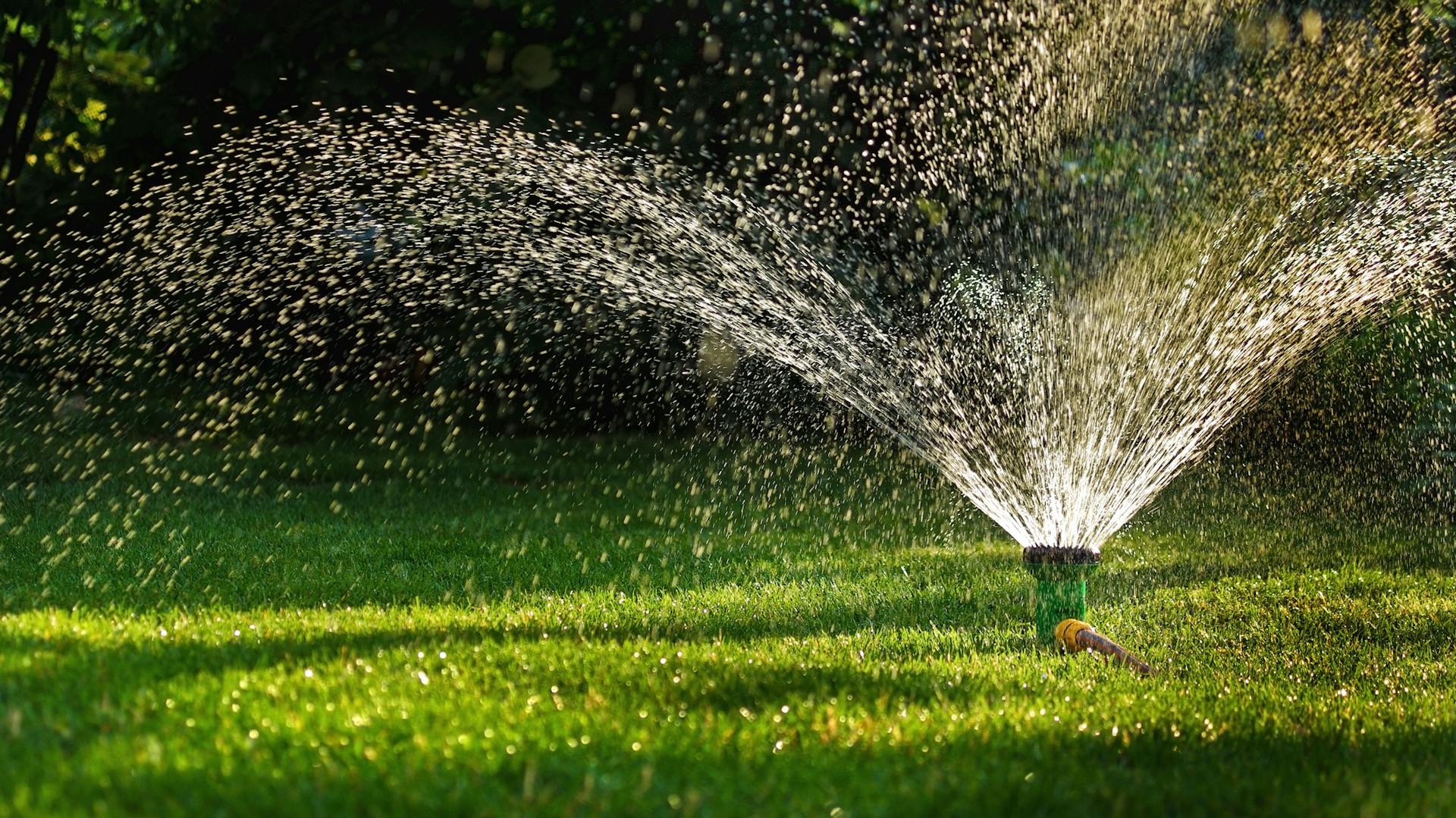 Pázsit öntözése: A locsoló öntözi a gyepet.