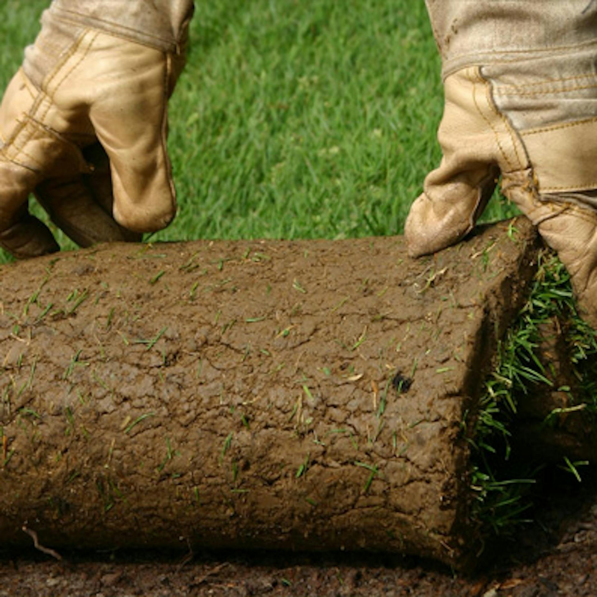 Egyenletesen lefektetik a gyepszőnyeget.