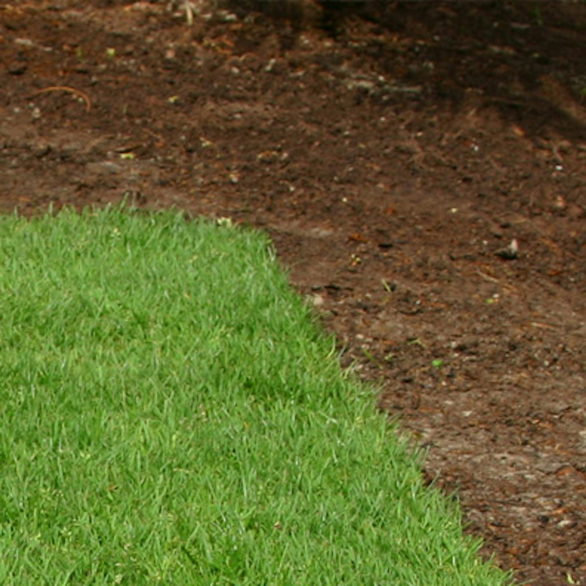 Egy darab gyep finom morzsalékos talajon.