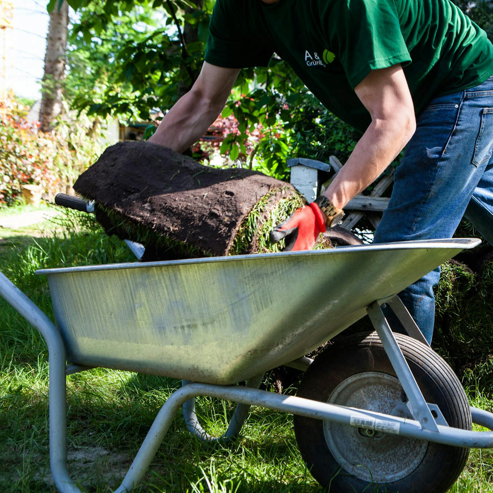 Egy tekercs gyepszőnyeget tesznek egy talicskába