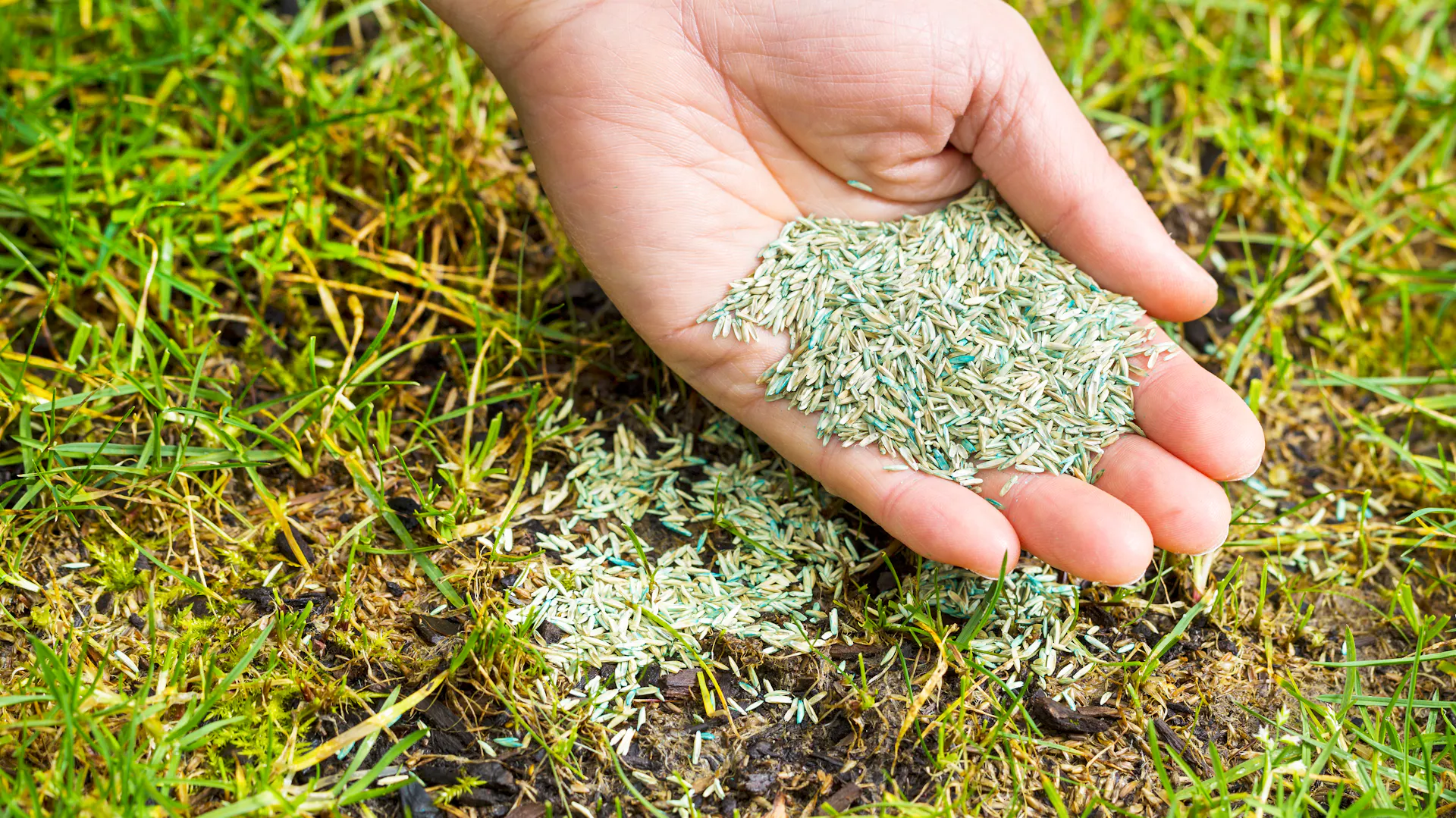 Fűmag műtrágyával