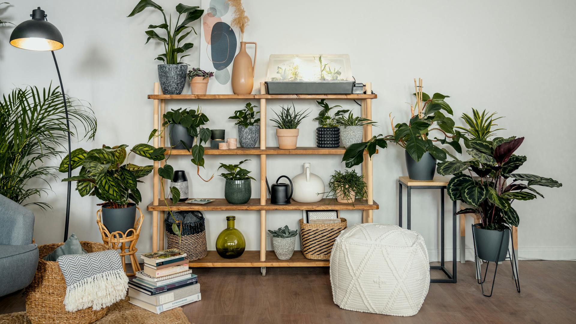 Scaffale con piante appartamento