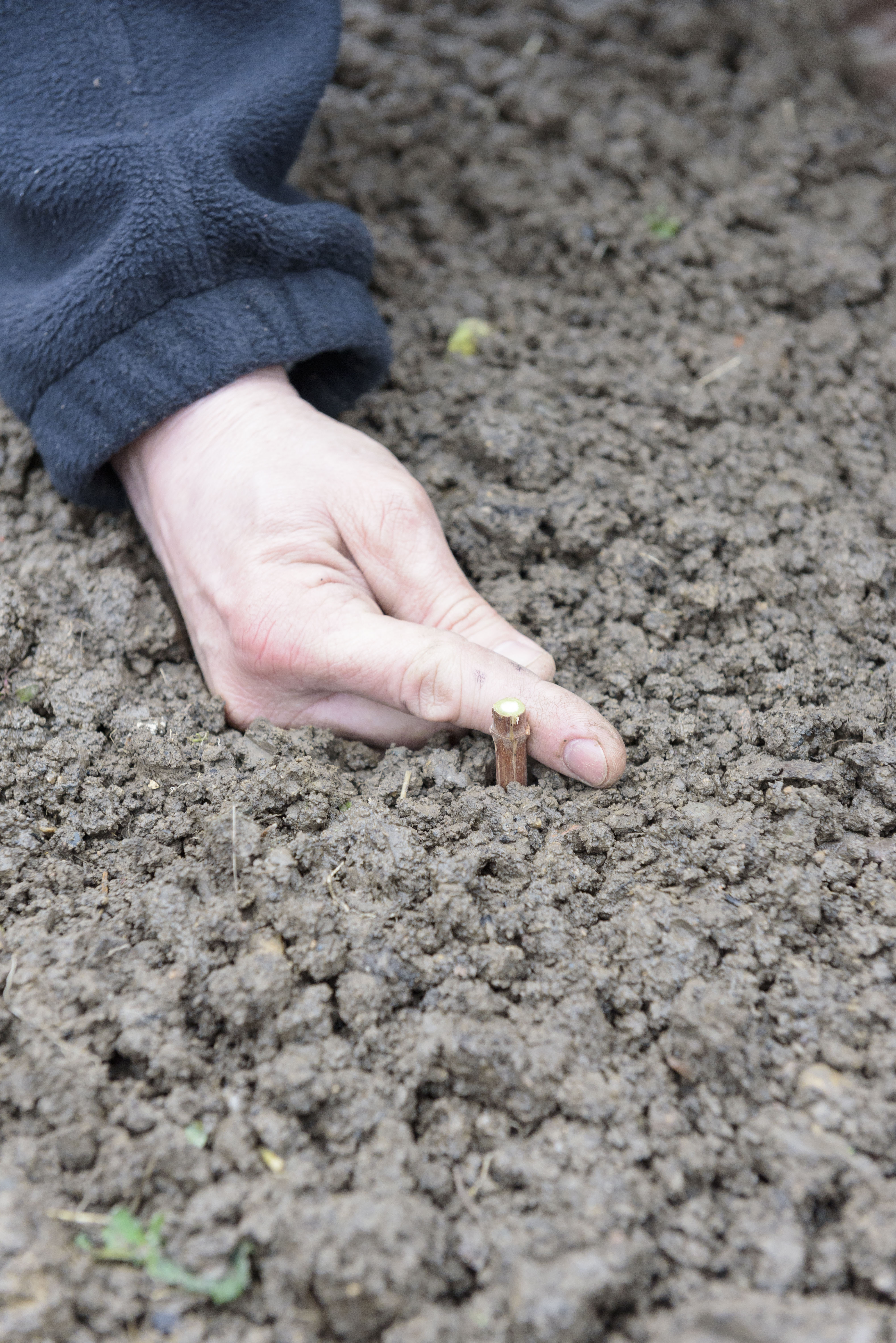 Heimwerker setzt Steckhölzer in die Erde.