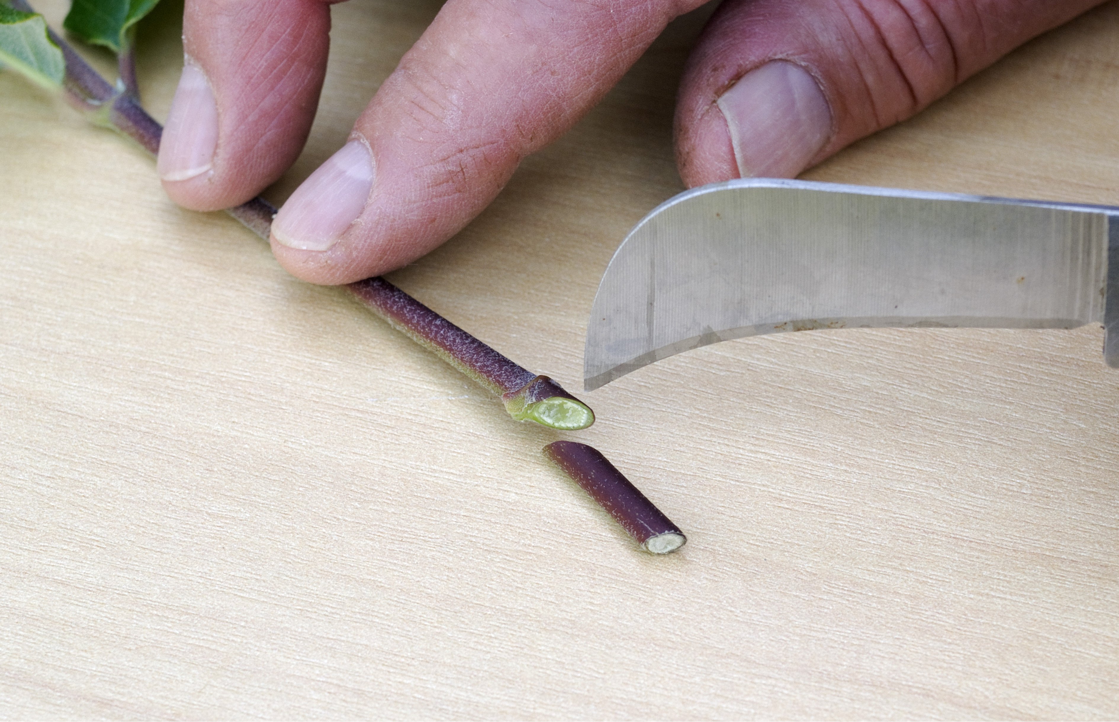 Pflanzen mit Steckholz vermehren So geht das OBI