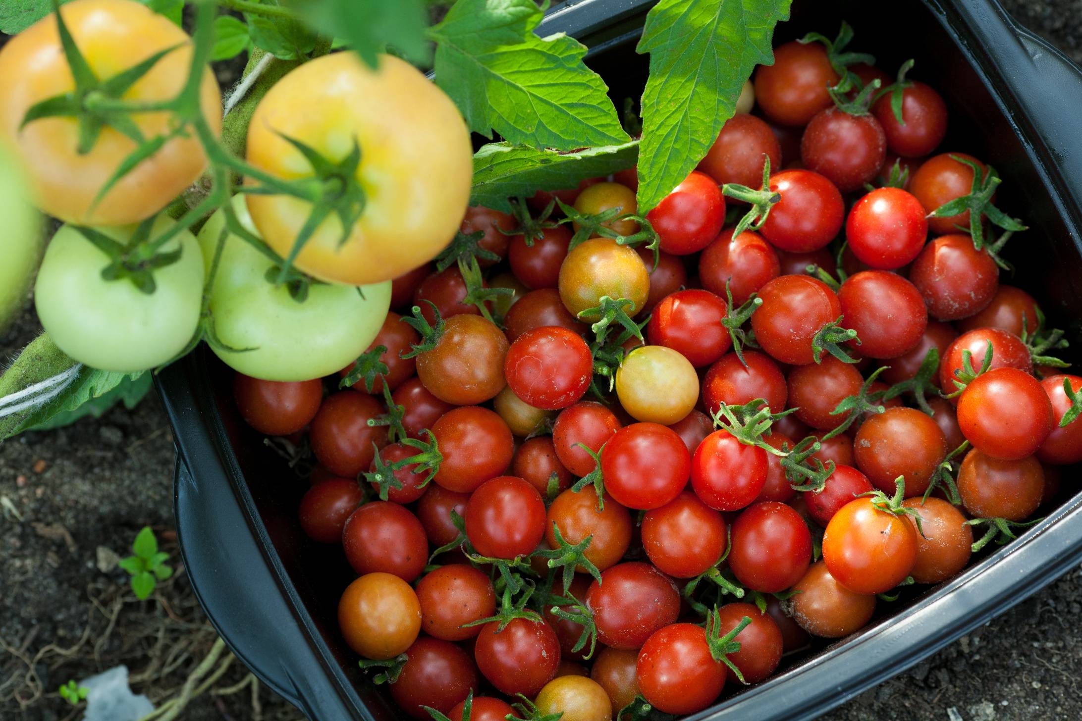 Pomidorki koktajlowe tuż po zebraniu leżą w pojemniku