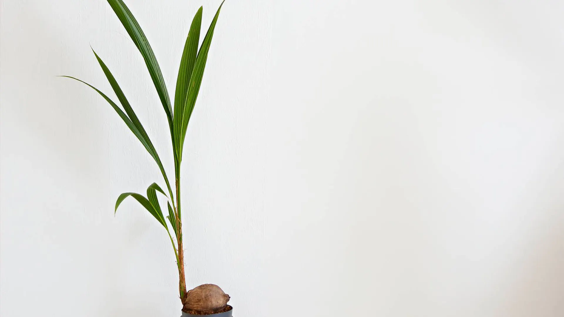 Cocos nucifera w doniczce