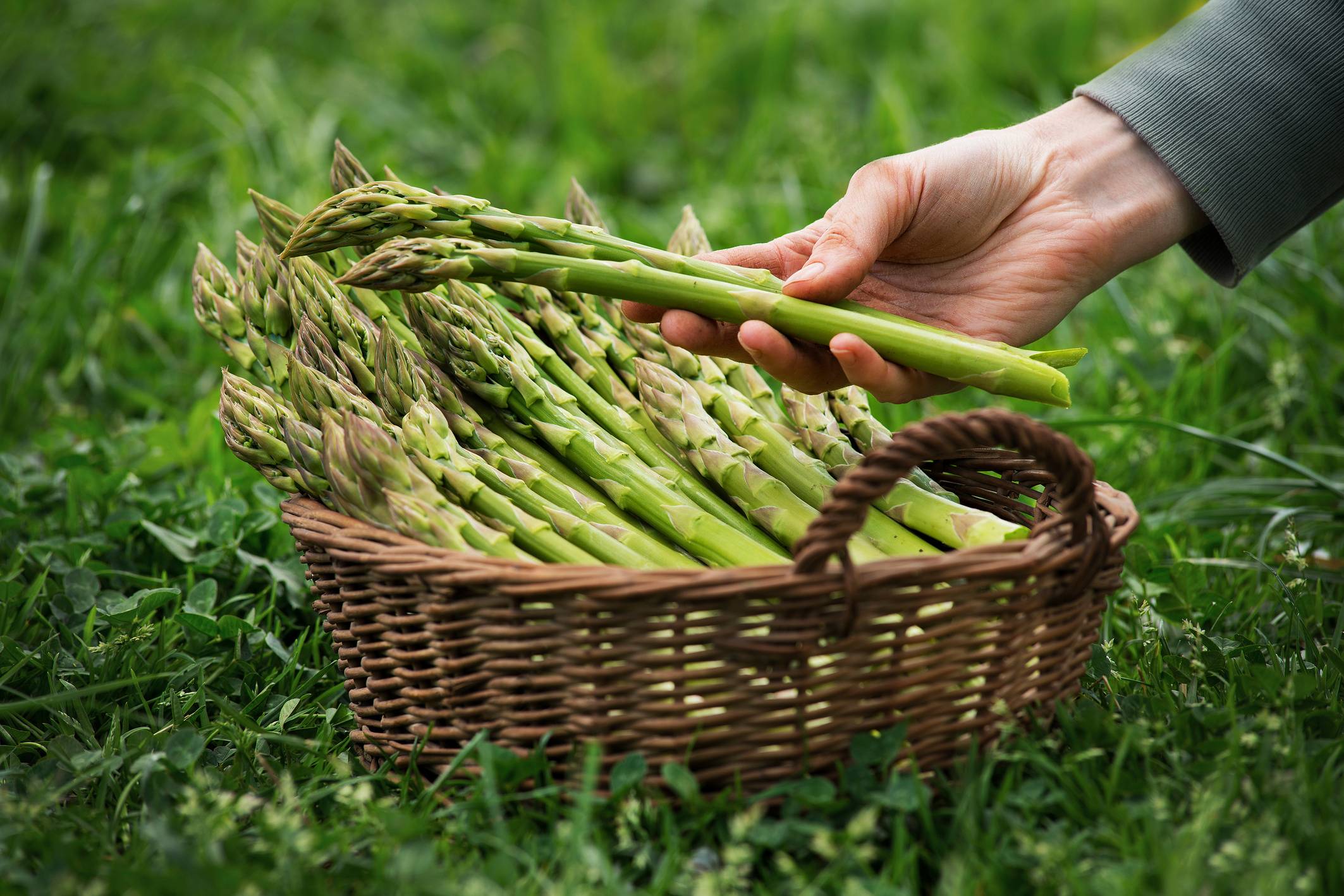 Asparagus świeżo po zbiorze