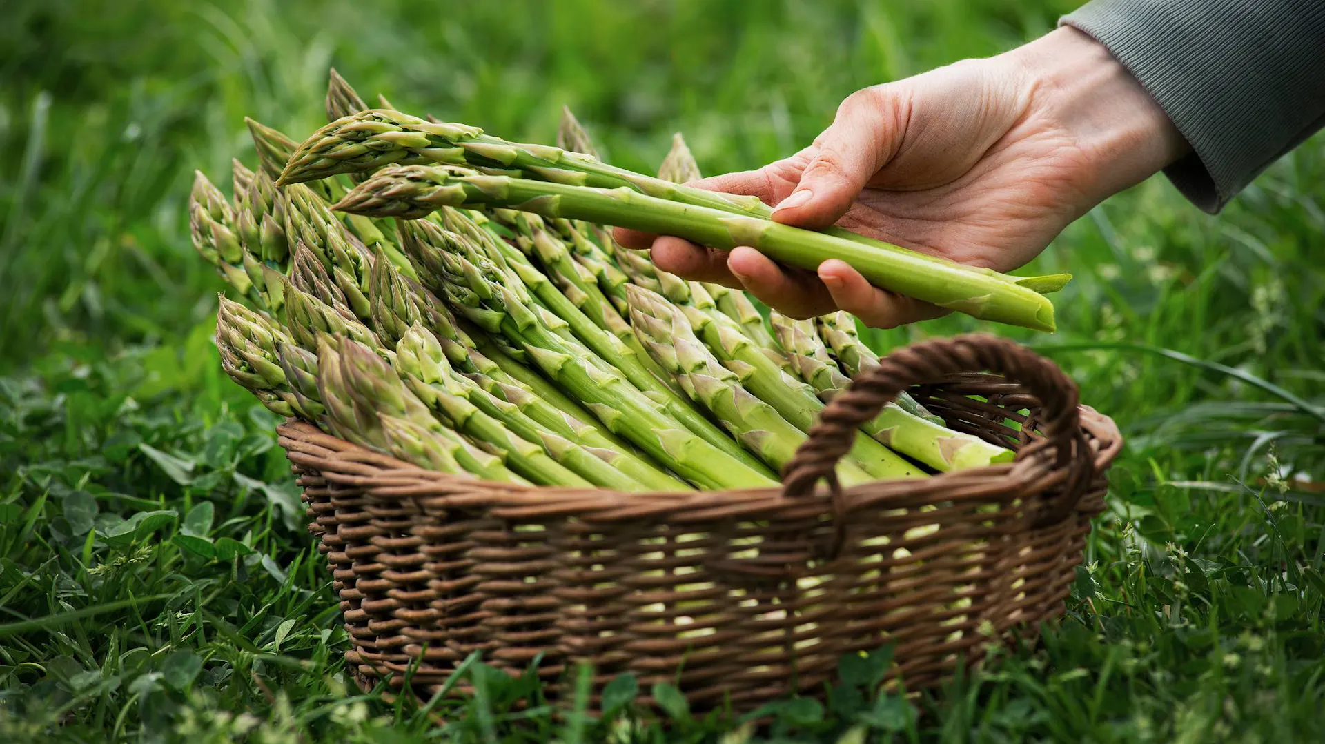 Asparagus świeżo po zbiorze