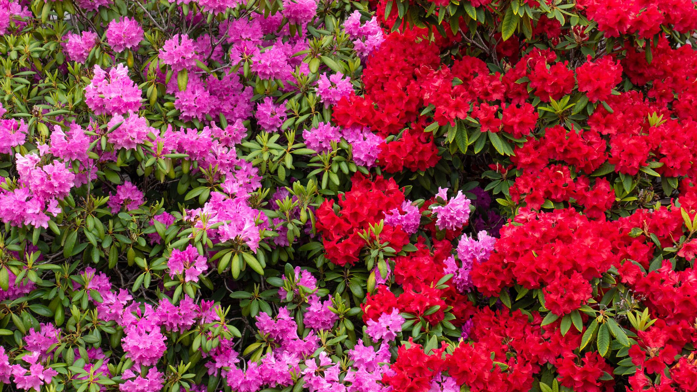 Rododendrony  uprawa ranecznikw i azalii | OBI