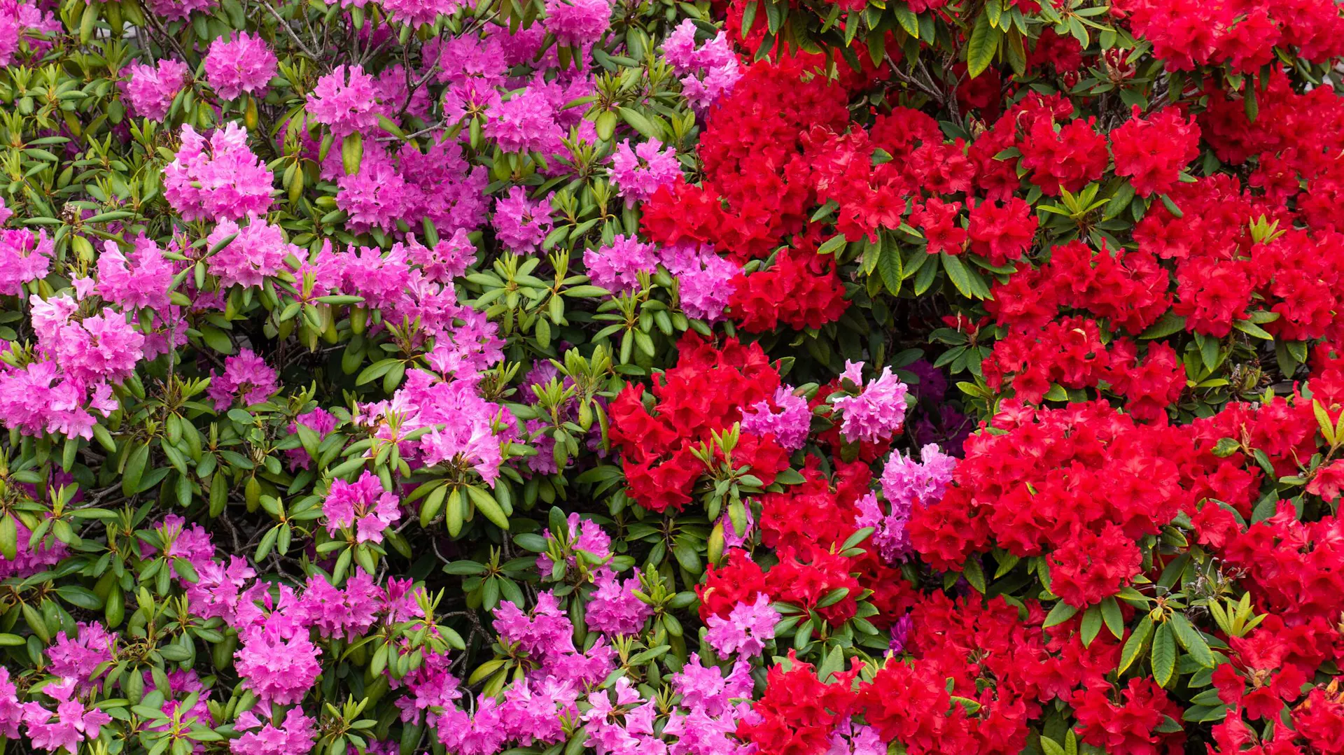 Rododendrony obok siebie - różowy i czerwony różanecznik