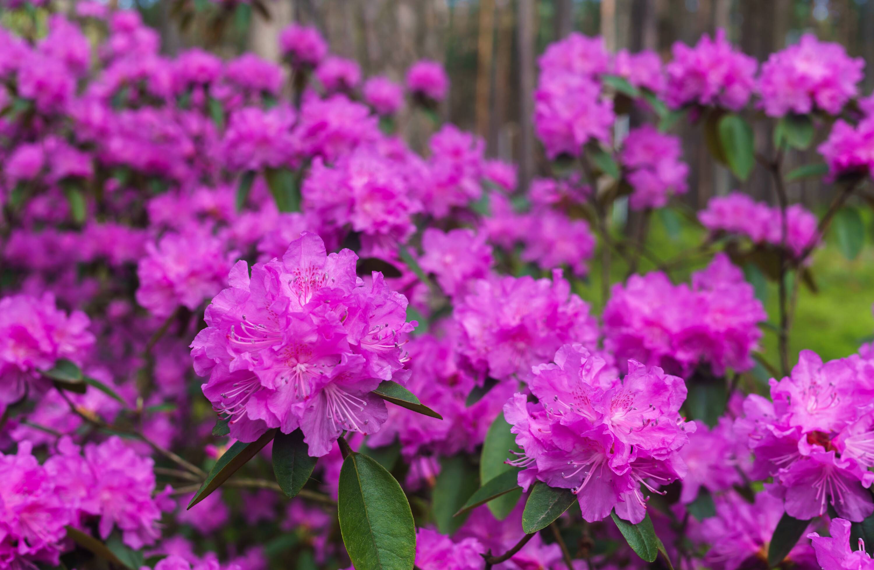 Rododendrony  uprawa ranecznikw i azalii | OBI