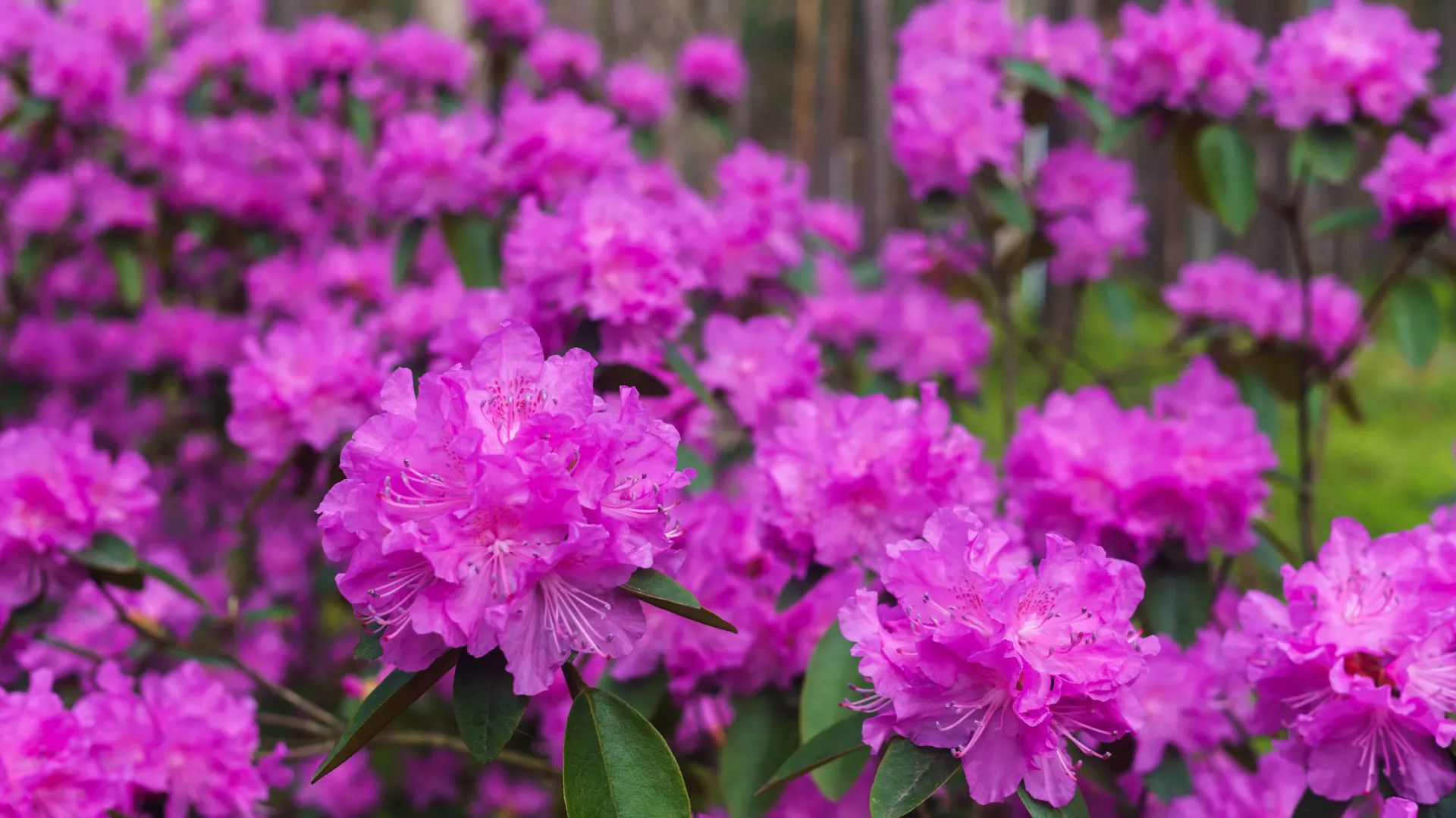 Fioletowe kwiaty rododendrona