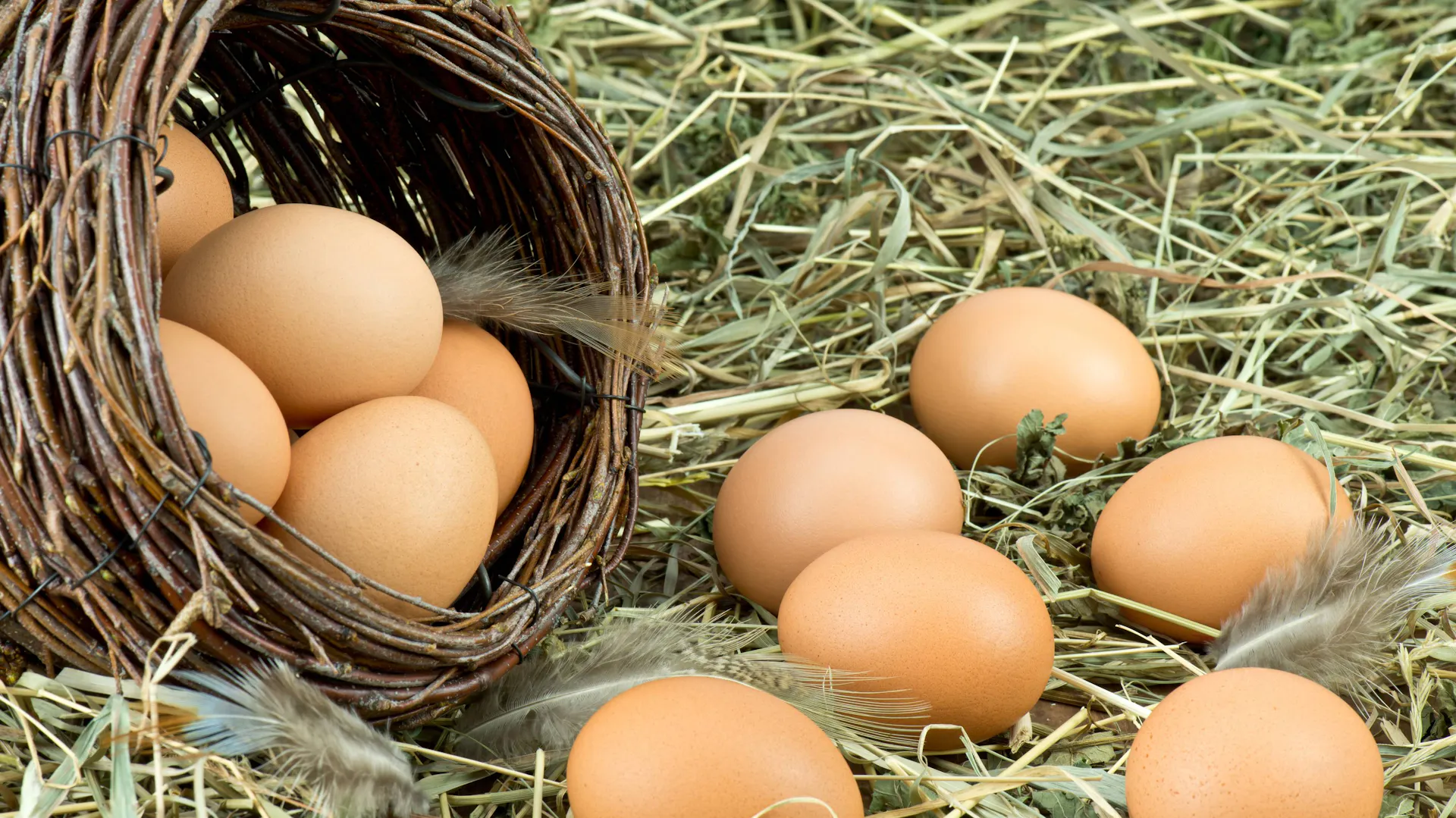 Nawóz ze skorupek jaj – jakie rośliny lubią skorupki od jajek? | OBI