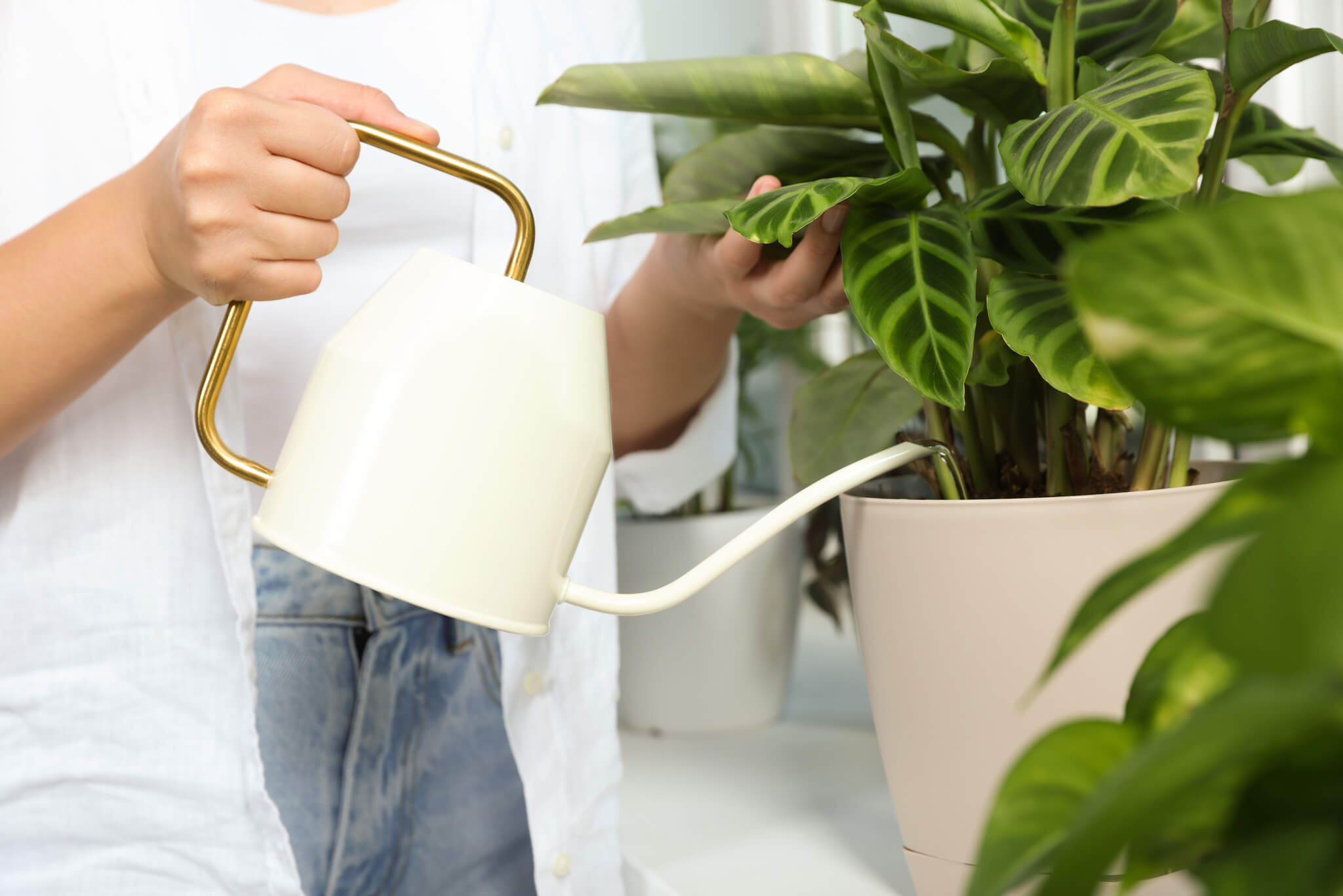 Uprawa i pielgnacja Calathea | Leksykon rolin OBI