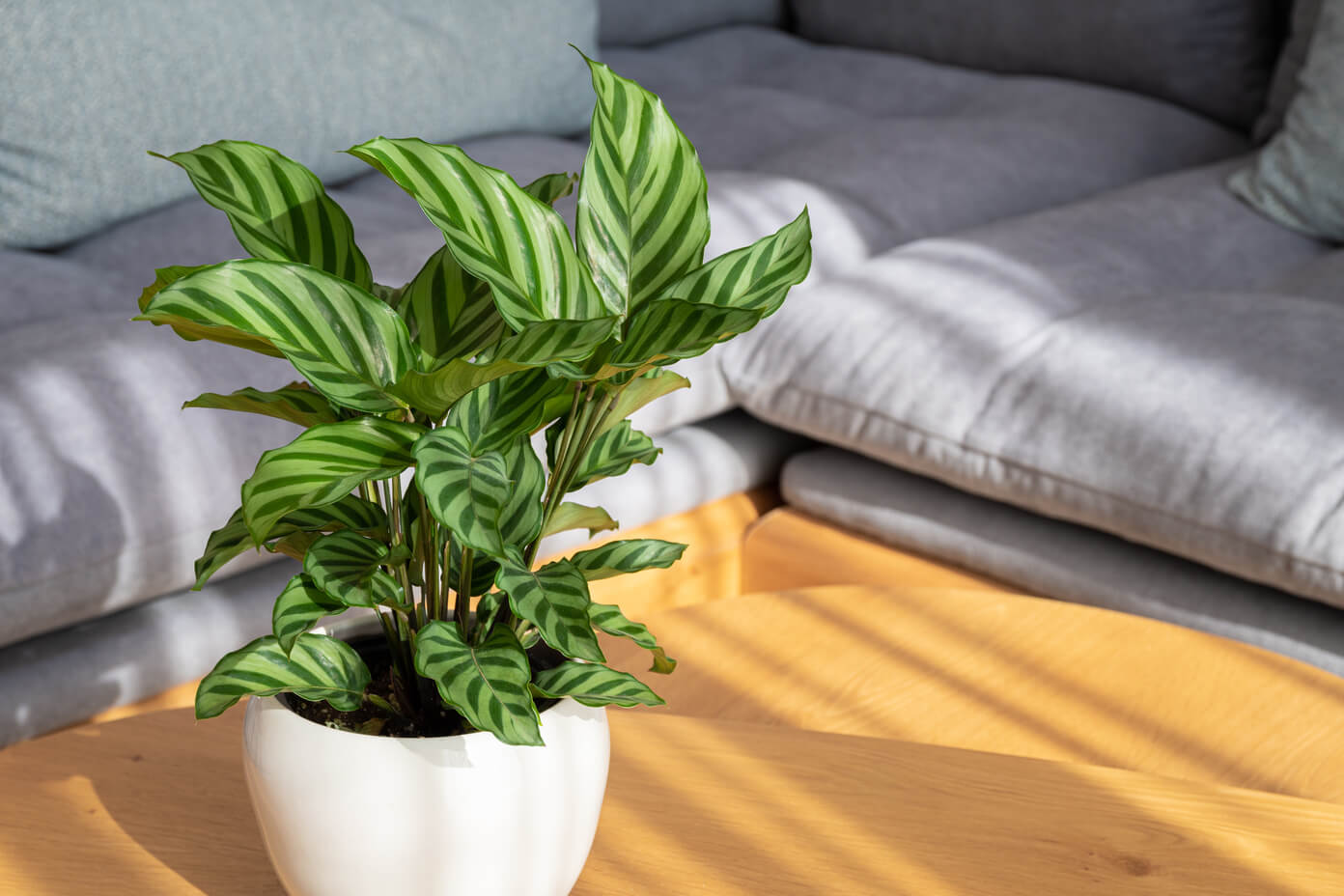 Uprawa i pielgnacja Calathea | Leksykon rolin OBI