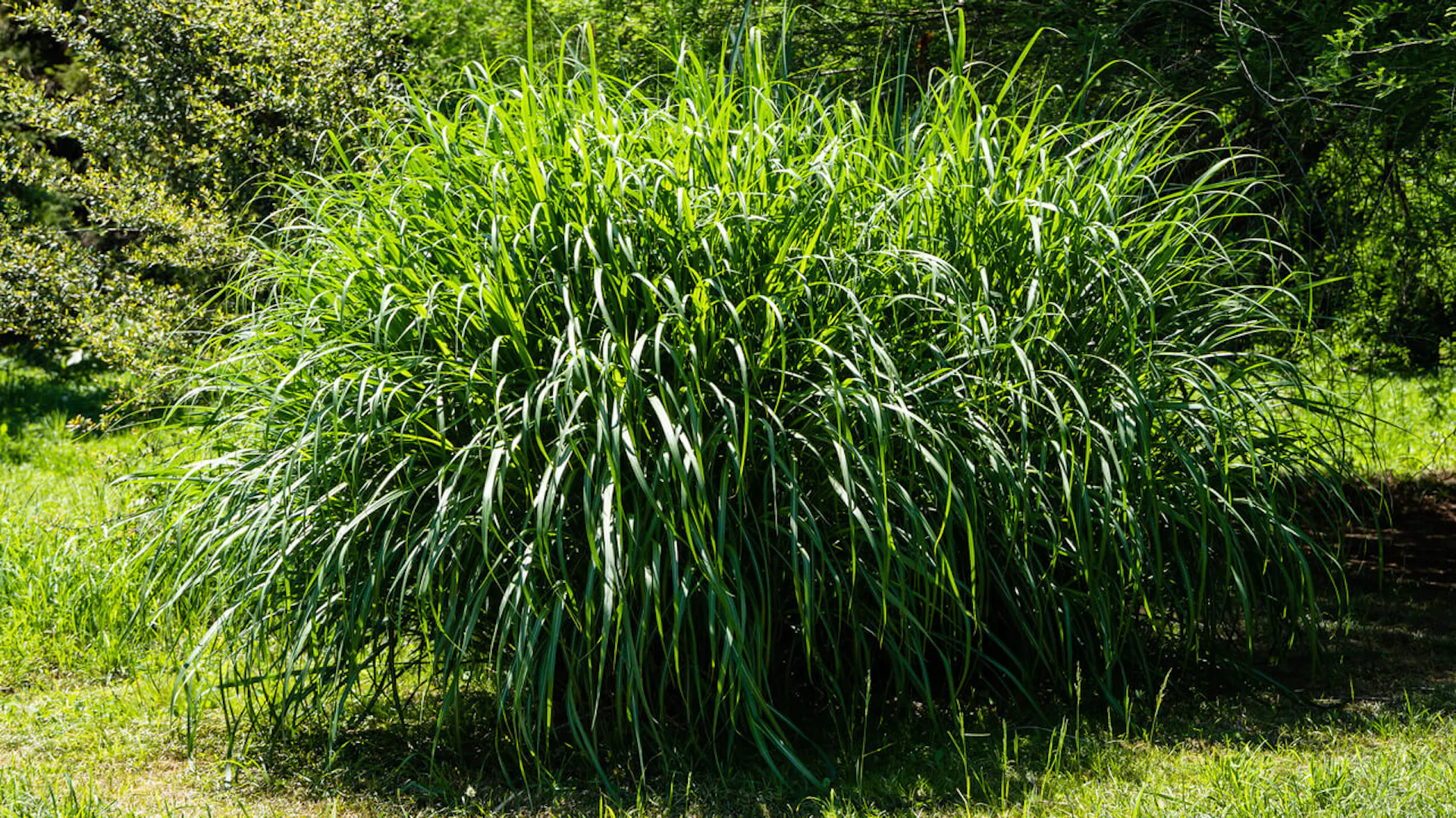 Trawa miskant olbrzymi rośnie w roli solitera.