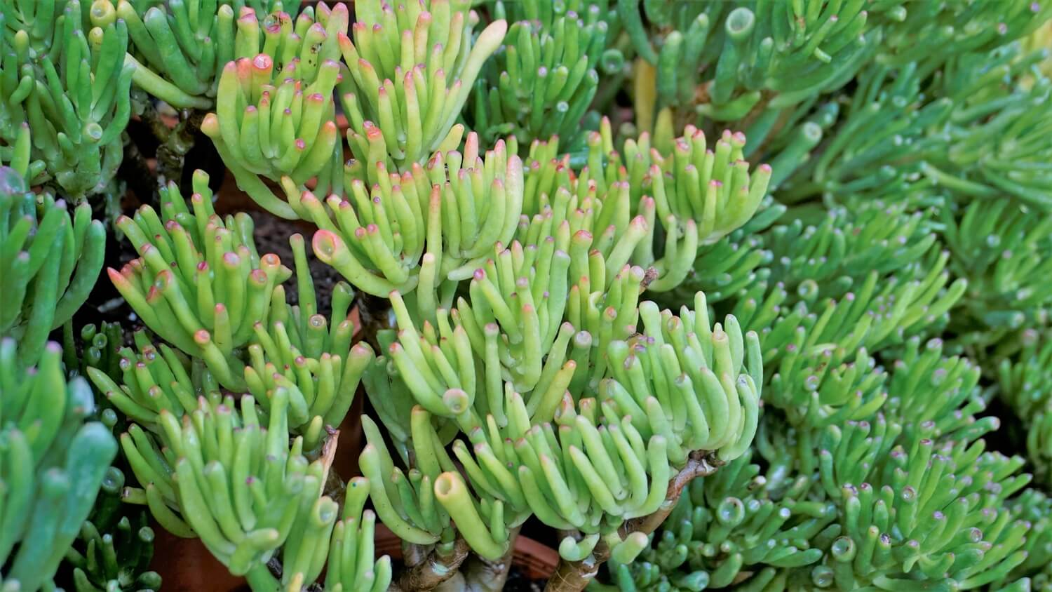 Odmiana grubosza