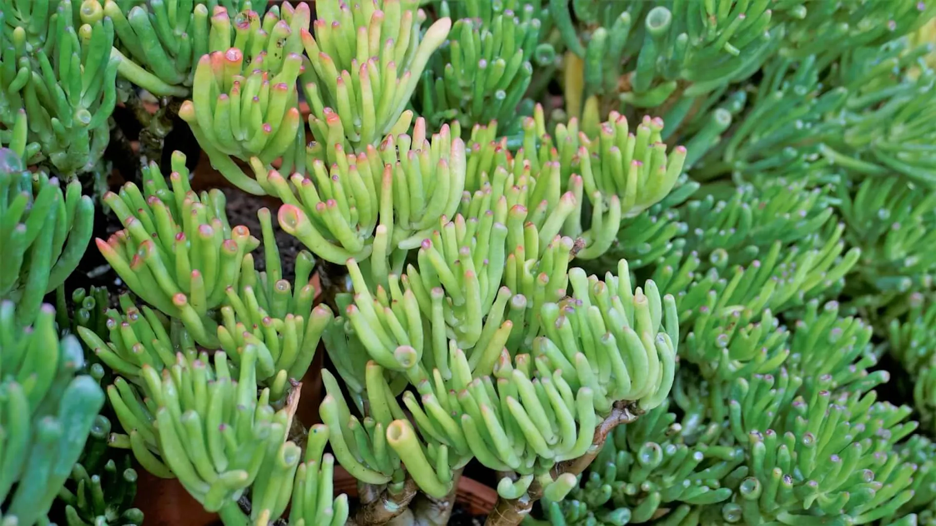 Odmiana grubosza