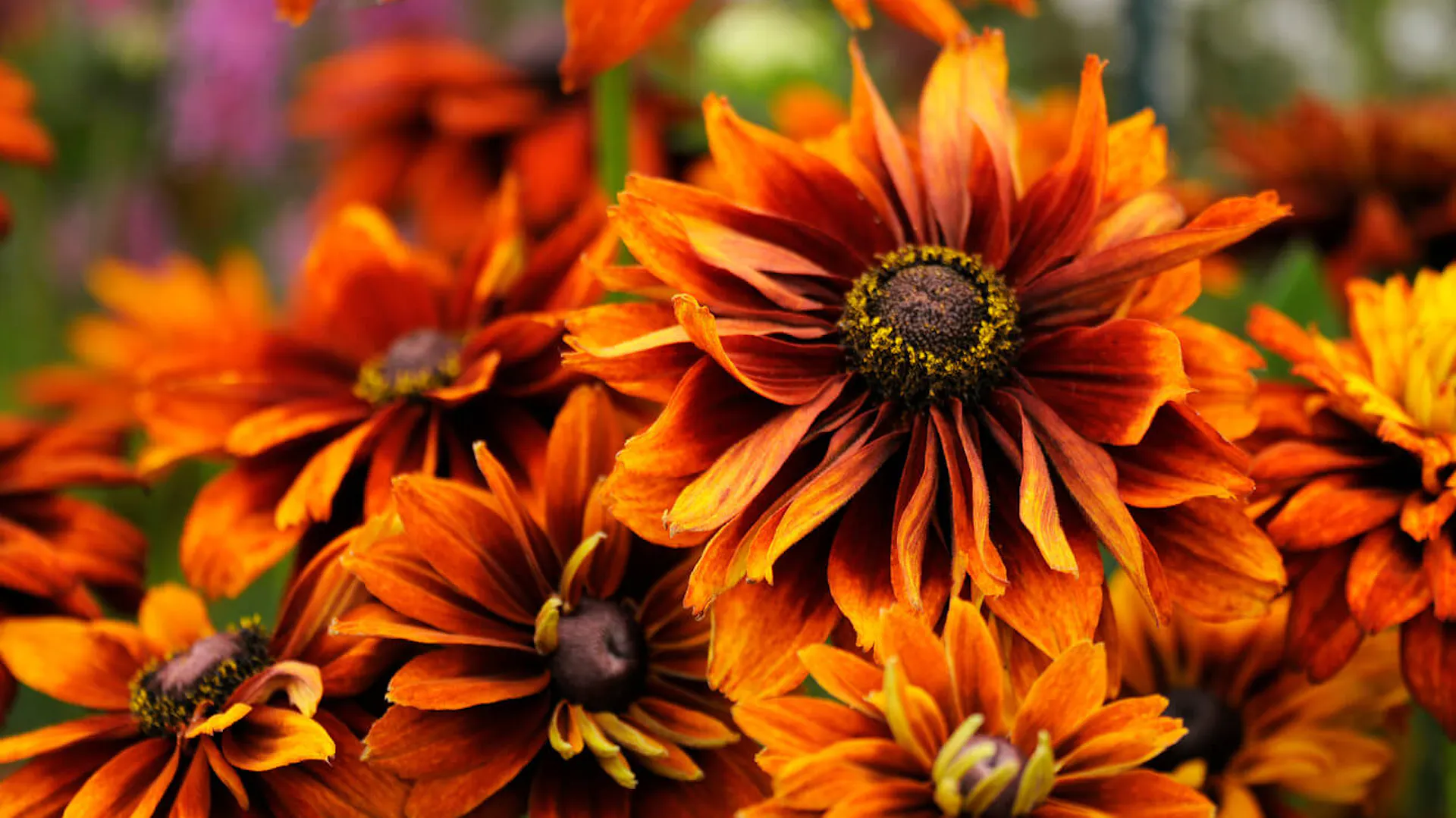 Kwiat rudbekii dwubarwnej widziany z bliska.