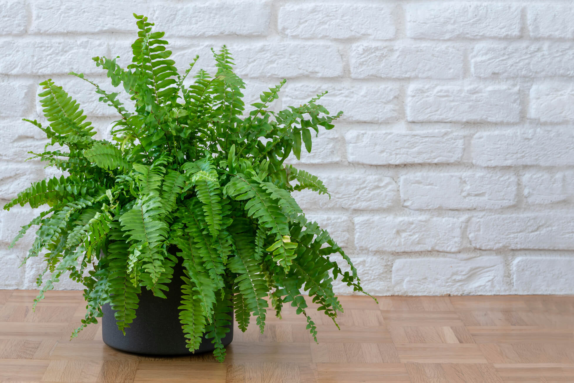 Najpopularniejszy rodzaj paprotki domowej należący do rodzaju polypodium.