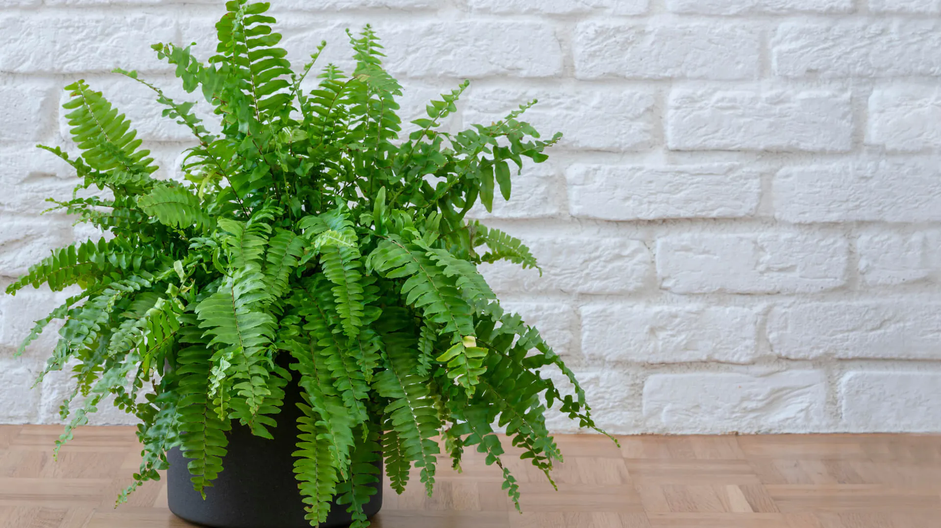 Najpopularniejszy rodzaj paprotki domowej należący do rodzaju polypodium.