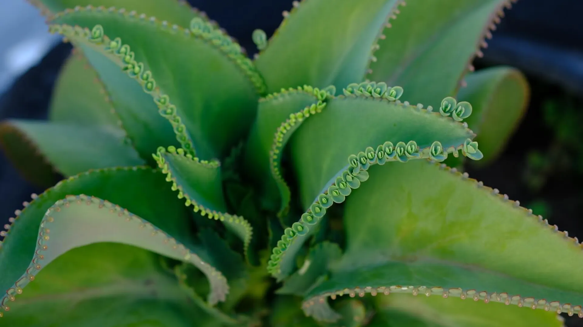 Liście kalanchoe z bliska